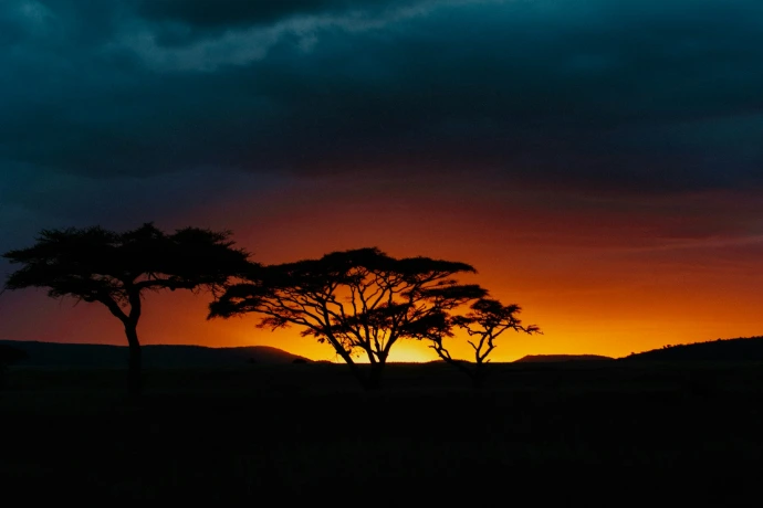 silhouette of trees during sunset